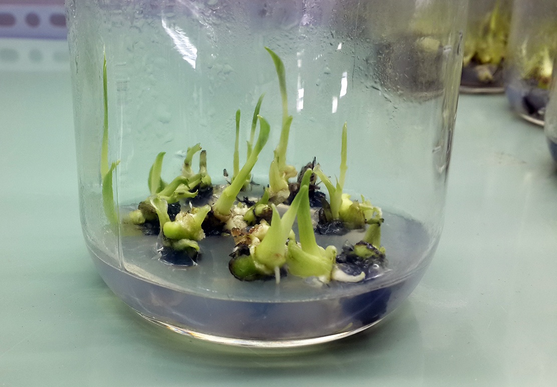 Thac si o Dong Nai nghi viec ve que lam giau bang chuoi cay mo hinh anh