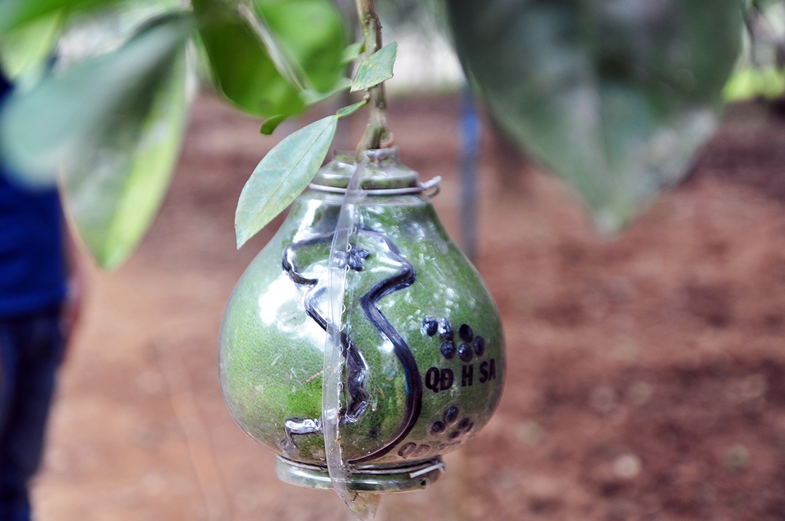 buoi Tet tan trieu 1 trieu dong qua anh 2