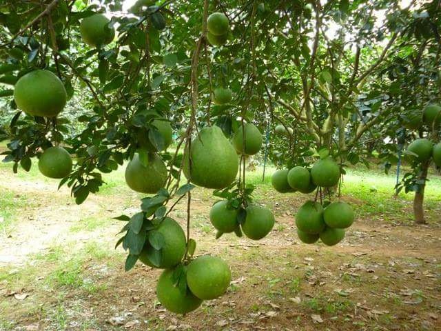 buoi Tet tan trieu 1 trieu dong qua anh 3