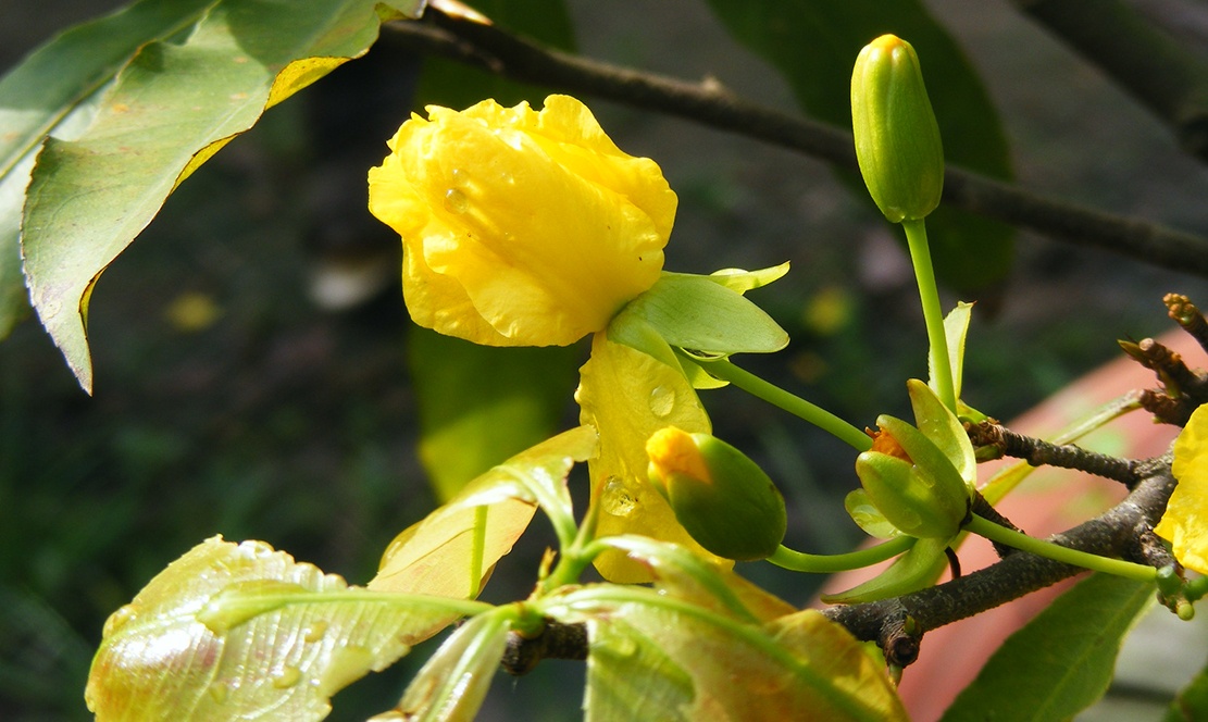Nha vuon thiet hai nang vi mai Tet ao at no sau mua trai mua hinh anh