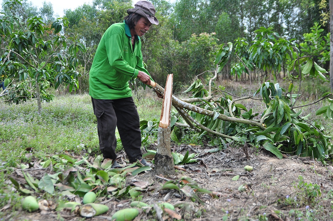 voi pha ray nguoi dan anh 1