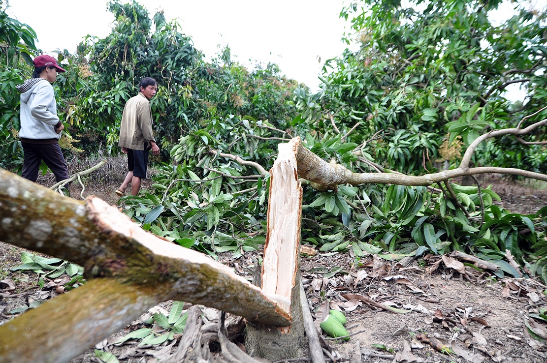 Nguoi dan lo mat Tet vi voi rung tan pha ray trai cay hinh anh