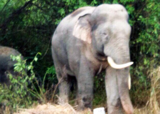 Voi rung pha ray trai cay hinh anh