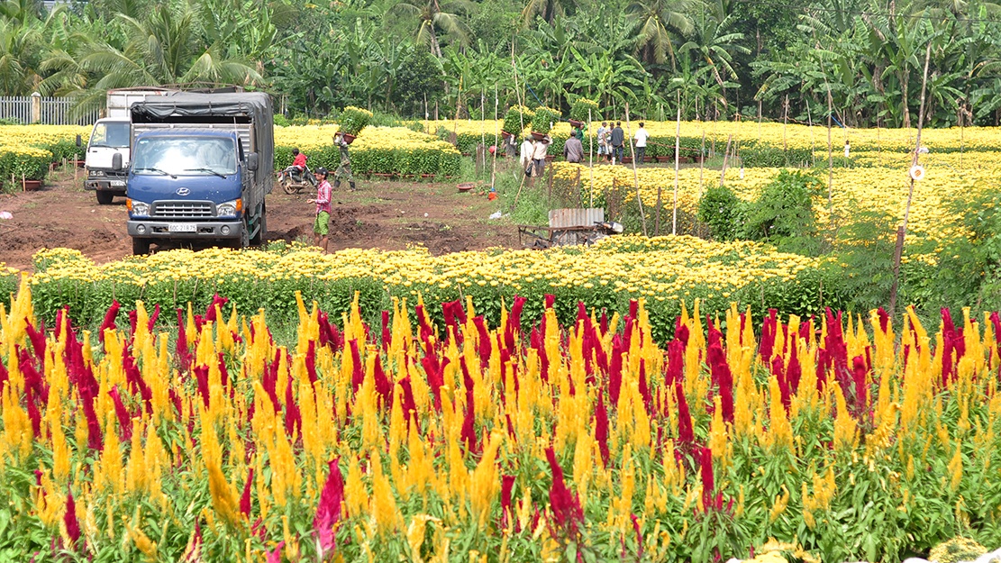 vac hoa thue kiem tien Tet anh 1