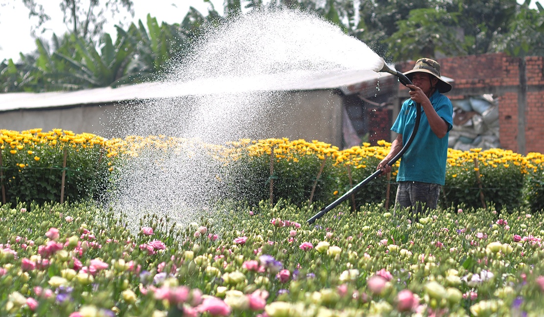 vac hoa thue kiem tien Tet anh 2