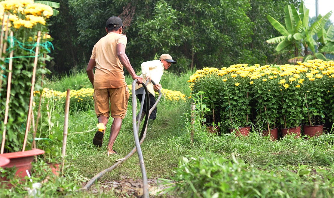 vac hoa thue kiem tien Tet anh 4