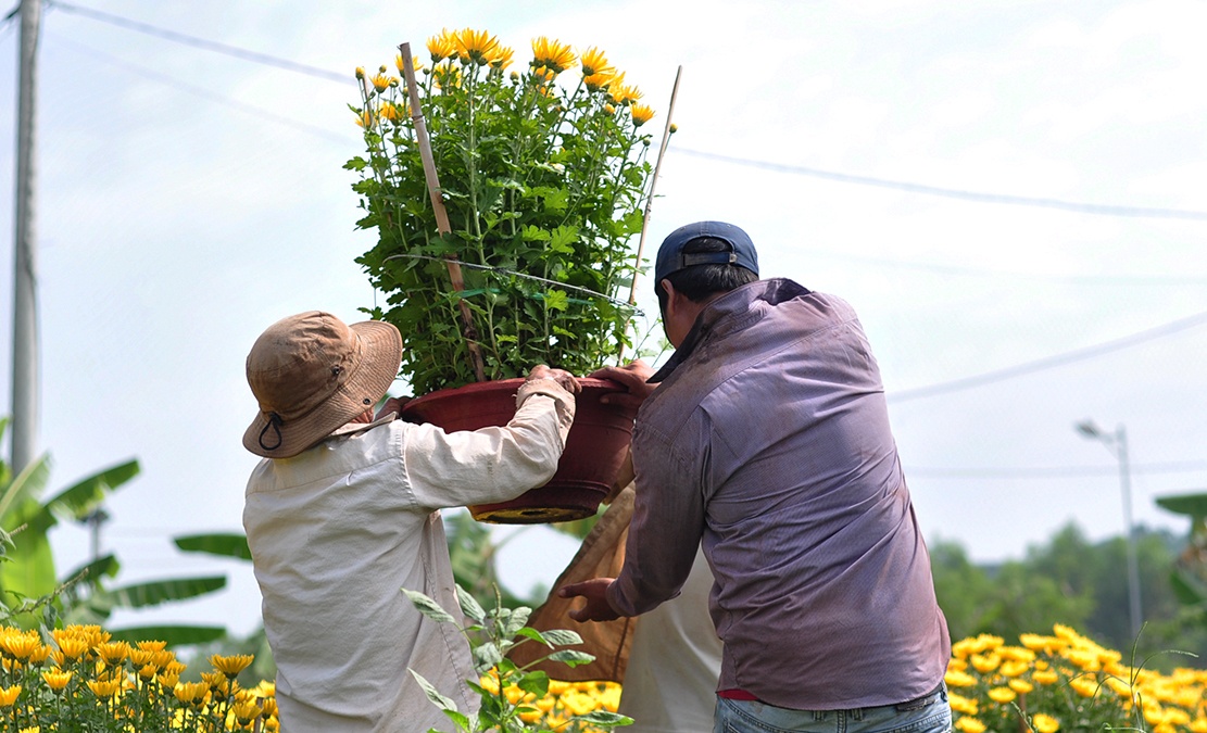 vac hoa thue kiem tien Tet anh 5