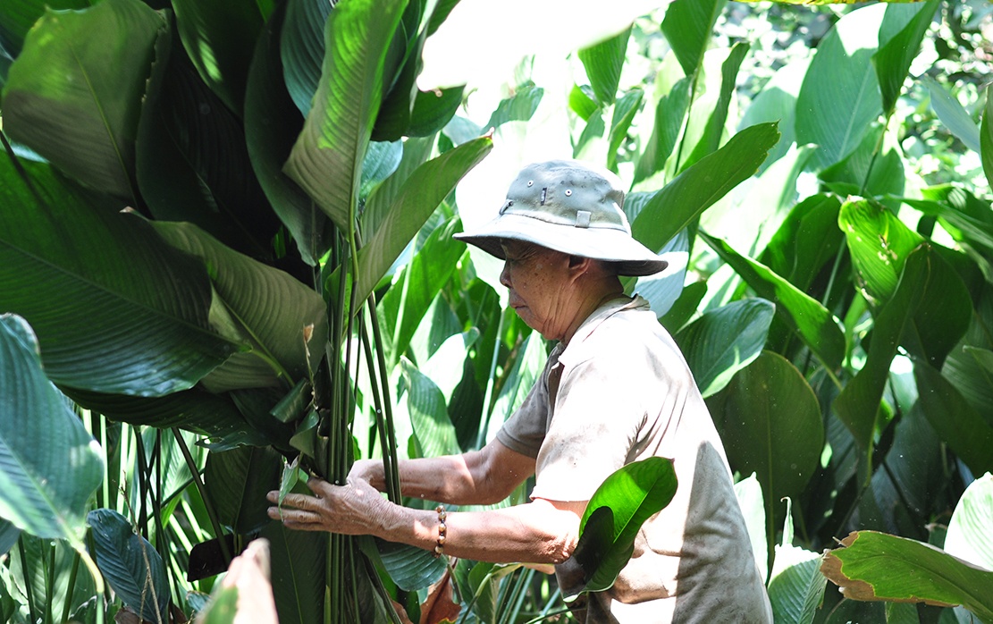 Tra 350.000 dong moi ngay van kho tim nguoi thu hoach la dong ban Tet hinh anh