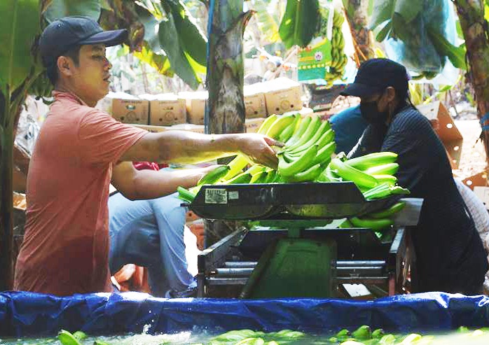 Gia tang manh, thuong lai Trung Quoc ve tan vuon Dong Nai mua chuoi hinh anh