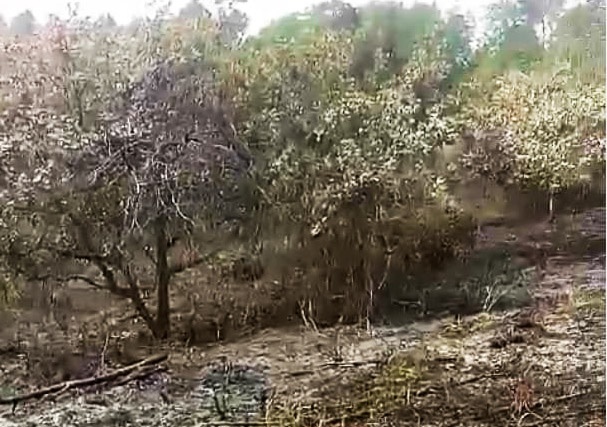 dot ray cua nguoi tinh anh 1