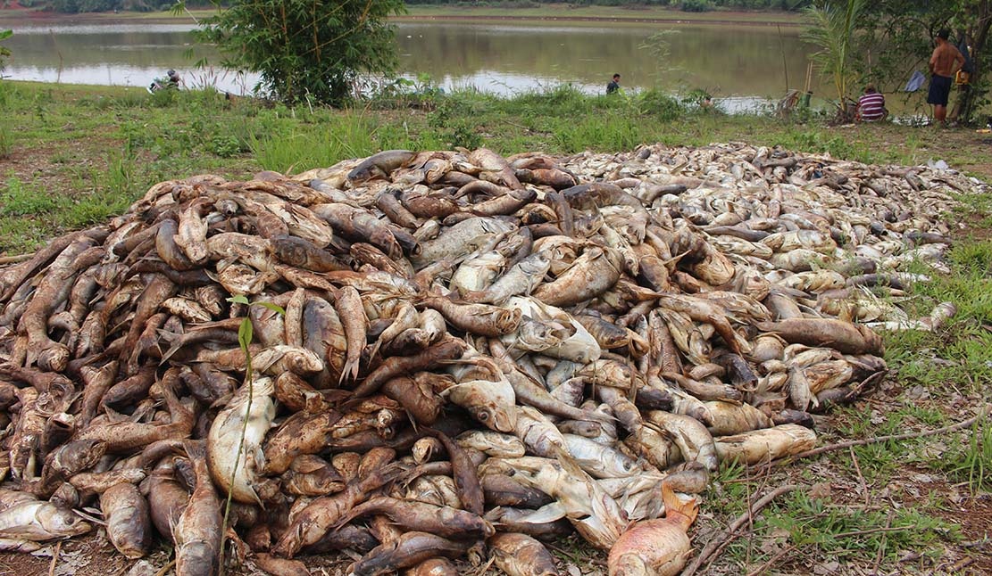 Ngu dan thiet hai tien ty vi 20 tan ca chet o at hinh anh