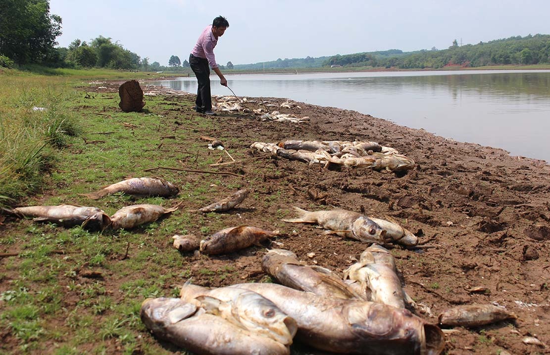 ngu dan thiet hai tien ty vi ca o at chet anh 2