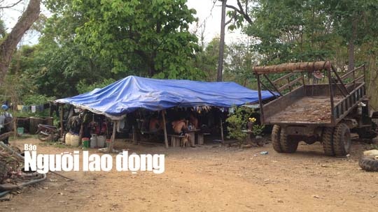 trùm gỗ lậu phượng râu ảnh 3 trum go lau phuong rau anh 3