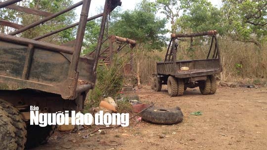 trùm gỗ lậu phượng râu ảnh 2 trum go lau phuong rau anh 2