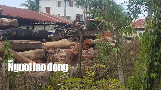 trùm gỗ lậu phượng râu ảnh 1 trum go lau phuong rau anh 1
