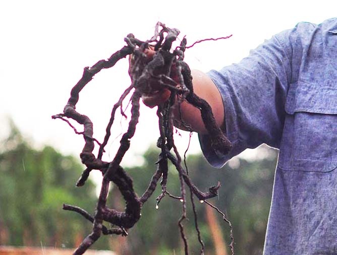 Nong dan khong biet Trung Quoc mua re tieu vi muc dich gi hinh anh