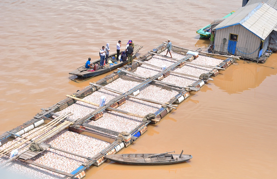 1.500 tan ca chet song la nga anh 1