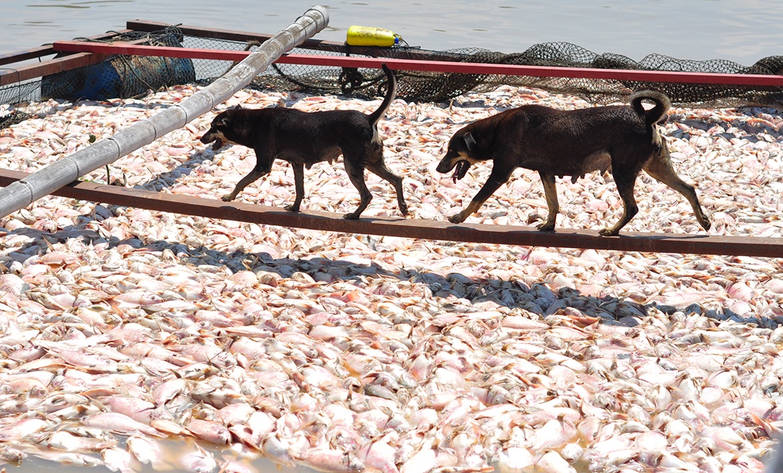 Ngop tho vi hang tram tan ca chet don ve ben La Nga hinh anh