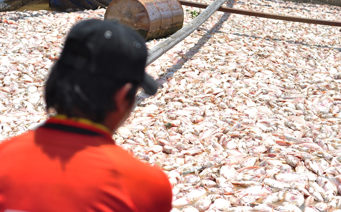 Canh sat dieu tra vu 1.500 tan ca chet tren song La Nga hinh anh