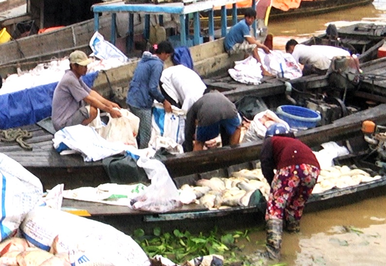 cá chết trên sông la ngà ảnh 1 ca chet tren song la nga anh 1