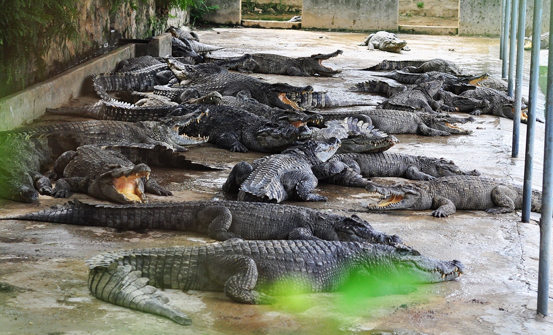 nuoi ca sau cho trung quoc thu mua anh 1