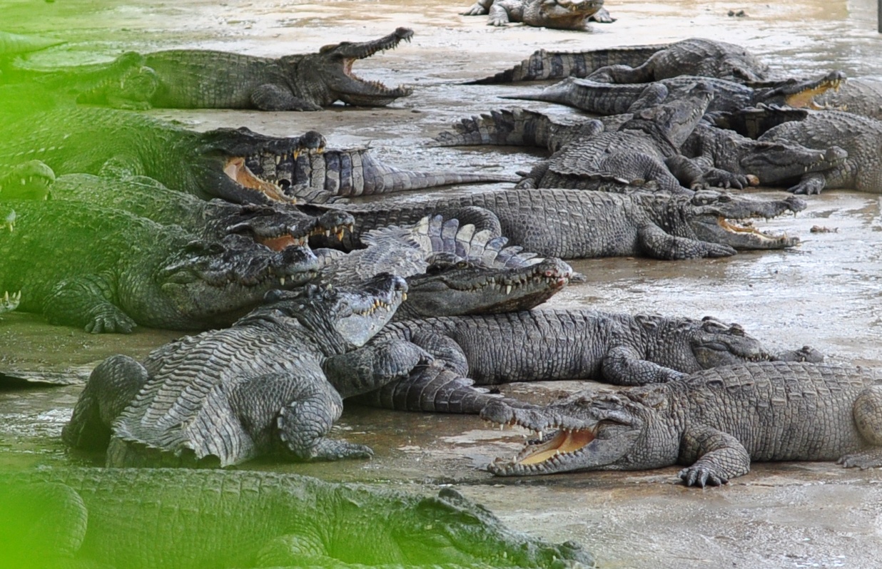 Gia ca sau tang cao, nong dan o at nuoi, kiem lam cang minh canh giu hinh anh