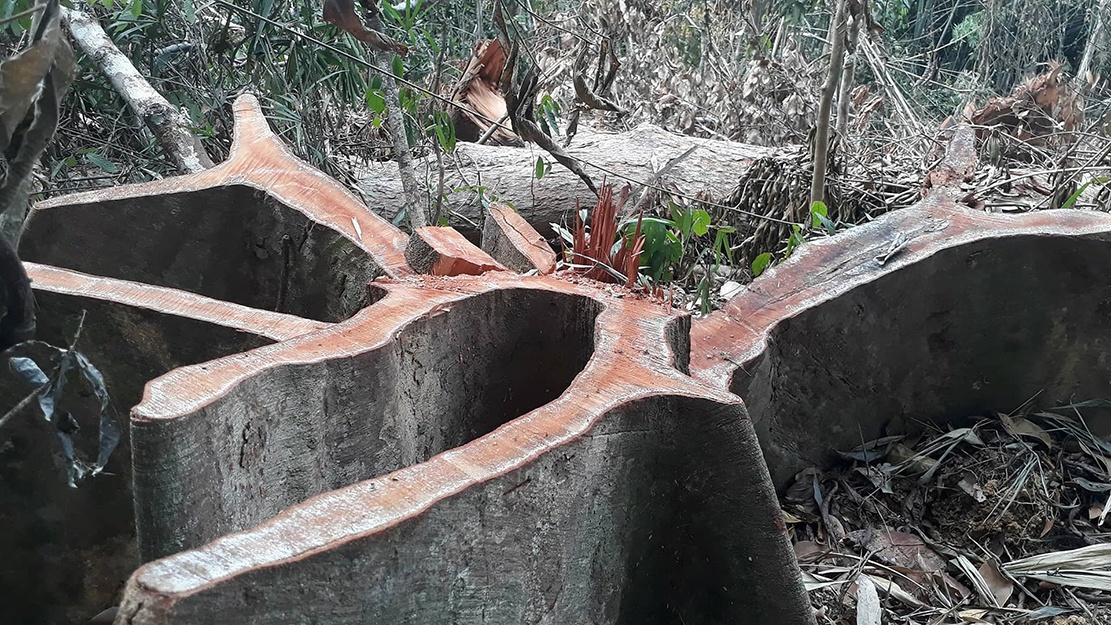 chat cay uoi lay hat anh 1