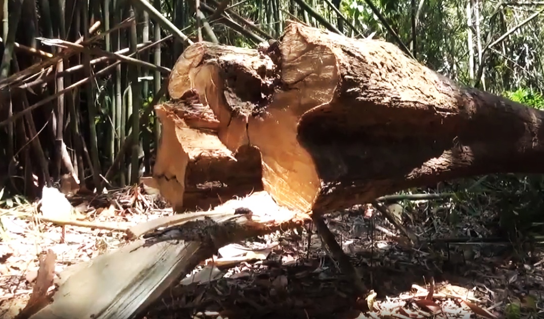 Hang chuc cay uoi rung bi chat ha de lay hat hinh anh