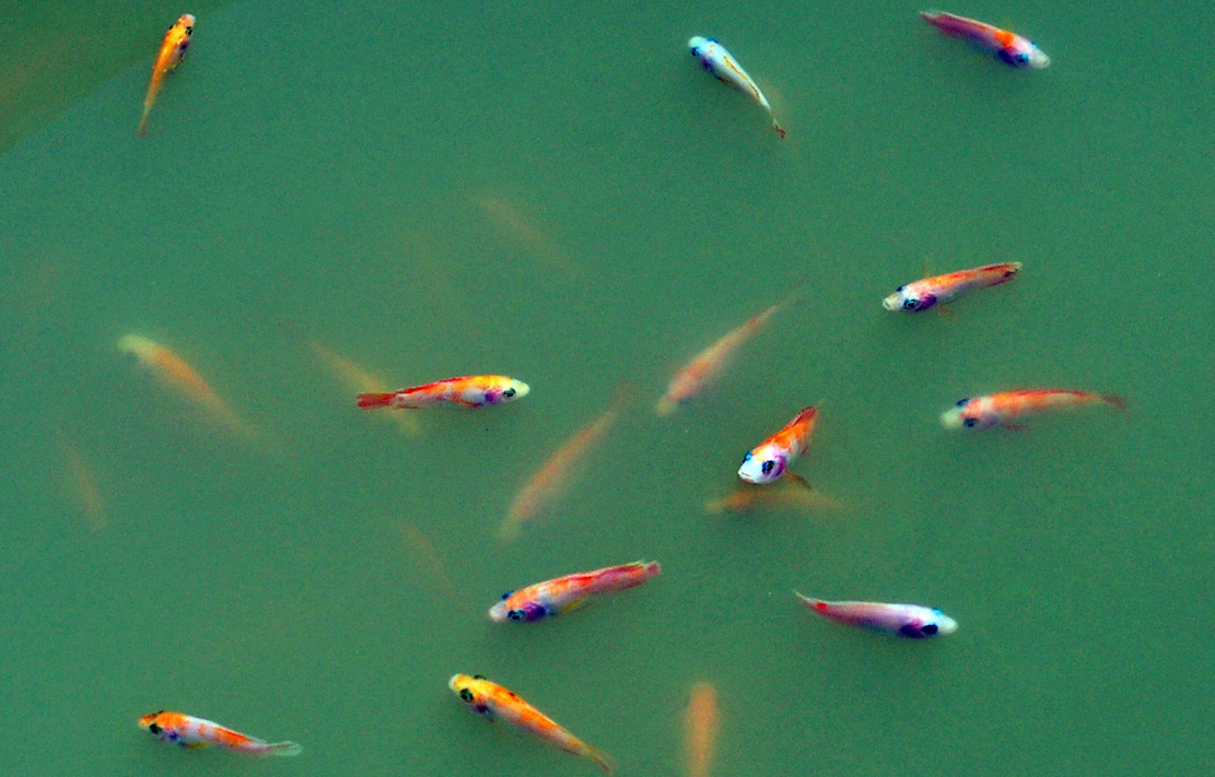 lang be sau tham hoa ca chet anh 10