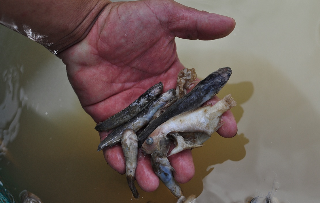 lang be sau tham hoa ca chet anh 11