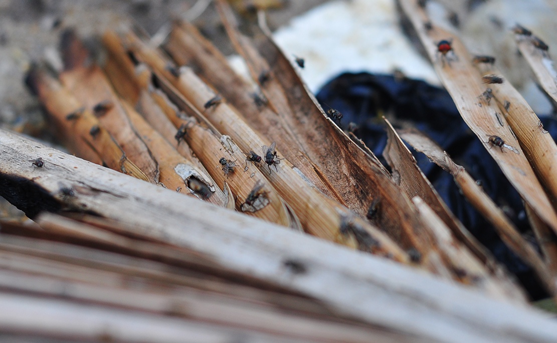 rac ngap bai bien anh 15