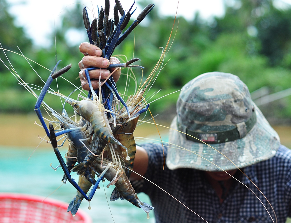 Tom cang xanh VietGap gia nhu tom thuong, dan tinh tro ve cach lam cu hinh anh