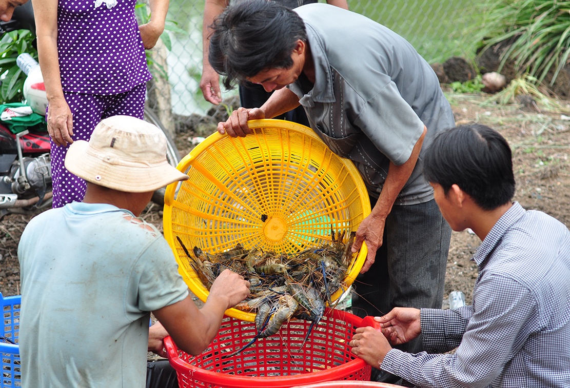 dan ngan tom cang xanh VietGap anh 2