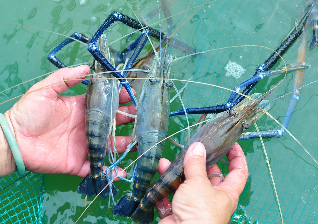 dan ngan tom cang xanh VietGap anh 1