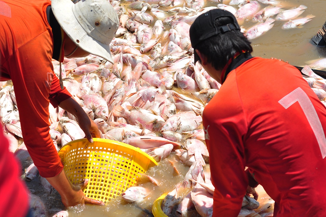 dan La Nga moi mon cho ho tro anh 1