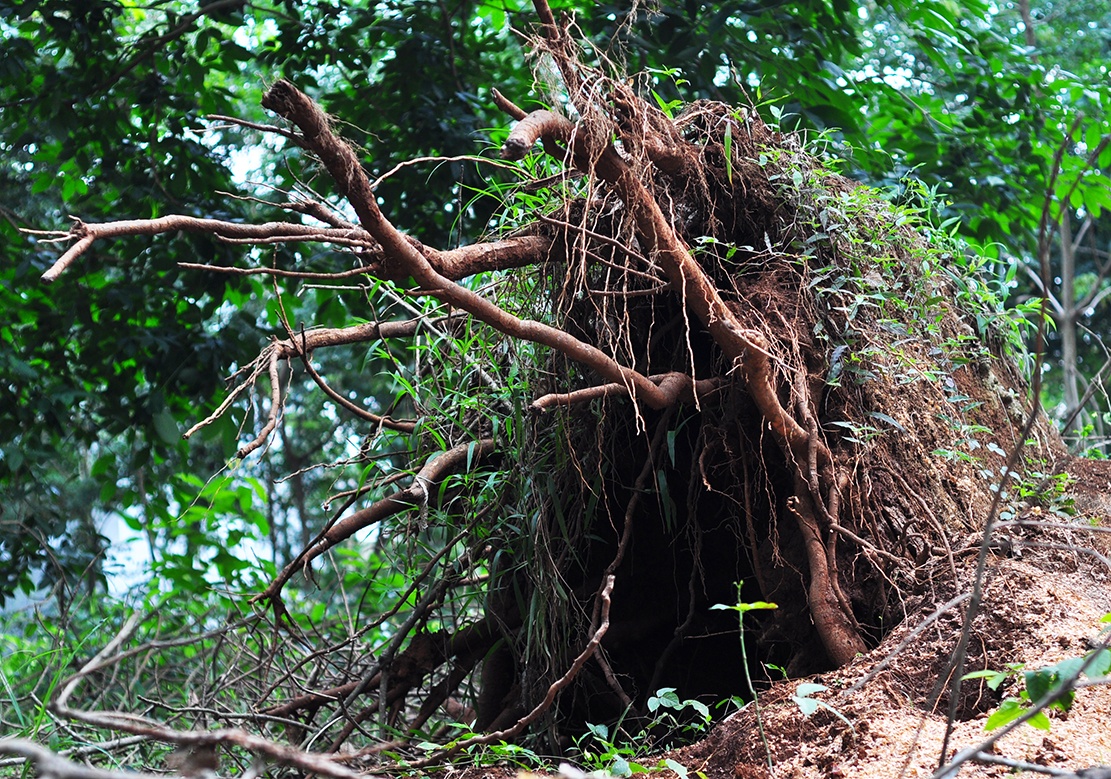 bao tang cao su tram tuoi anh 10