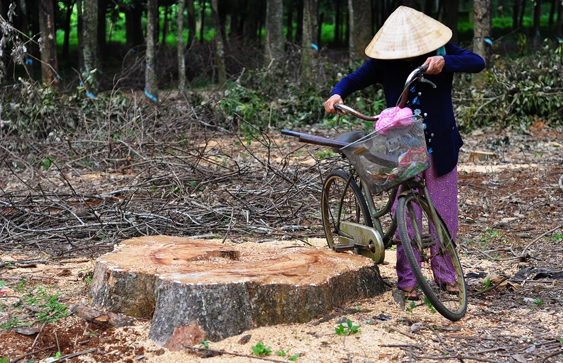 bao tang cao su tram tuoi anh 11