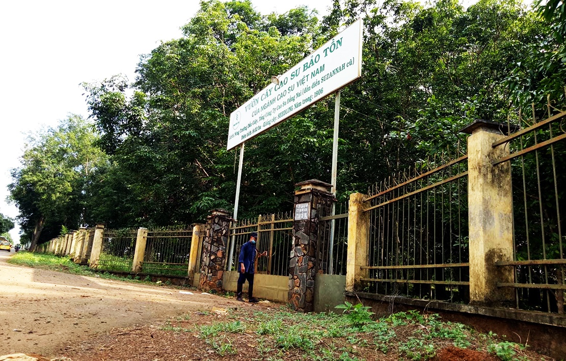bao tang cao su tram tuoi anh 1