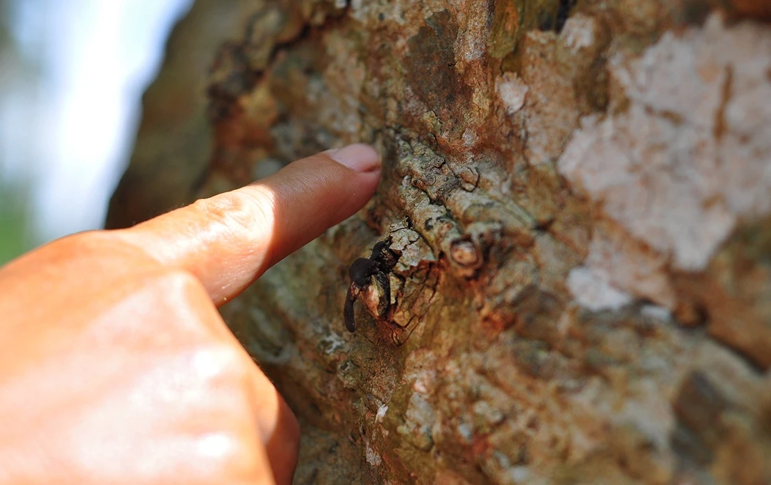 bao tang cao su tram tuoi anh 6