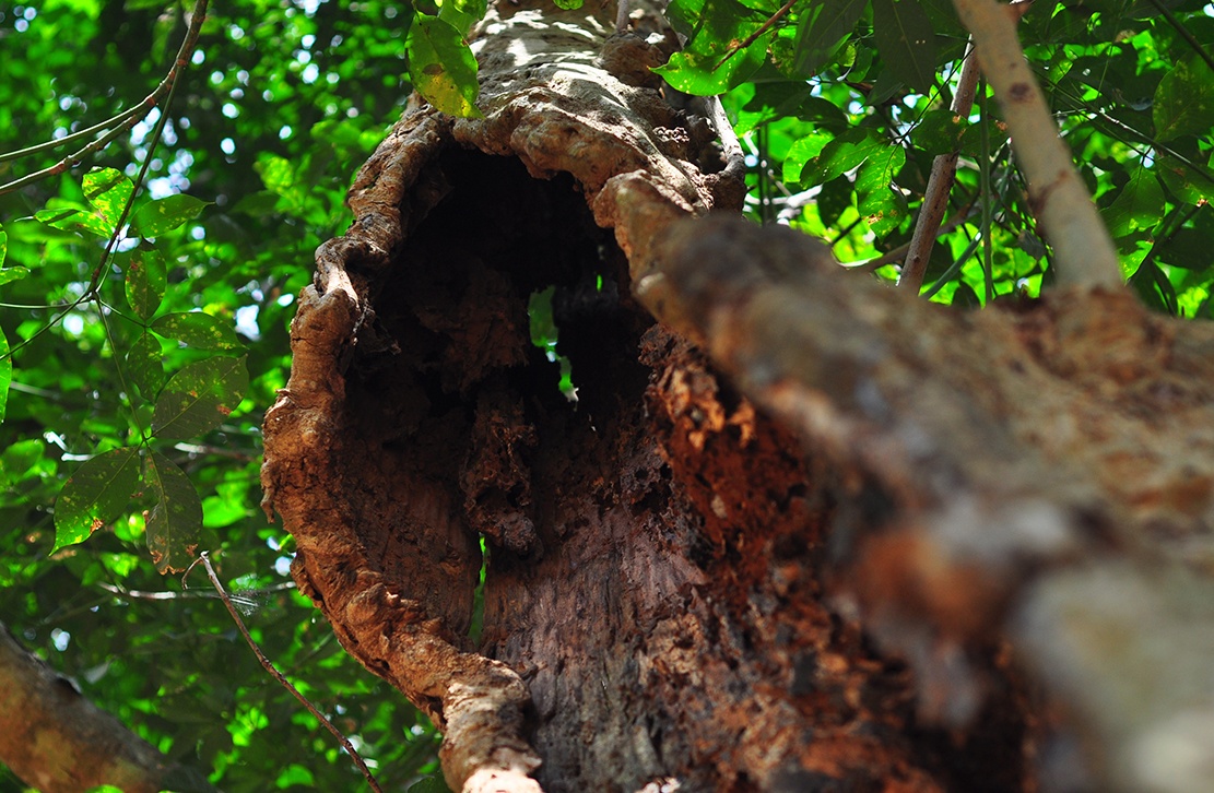 bao tang cao su tram tuoi anh 7