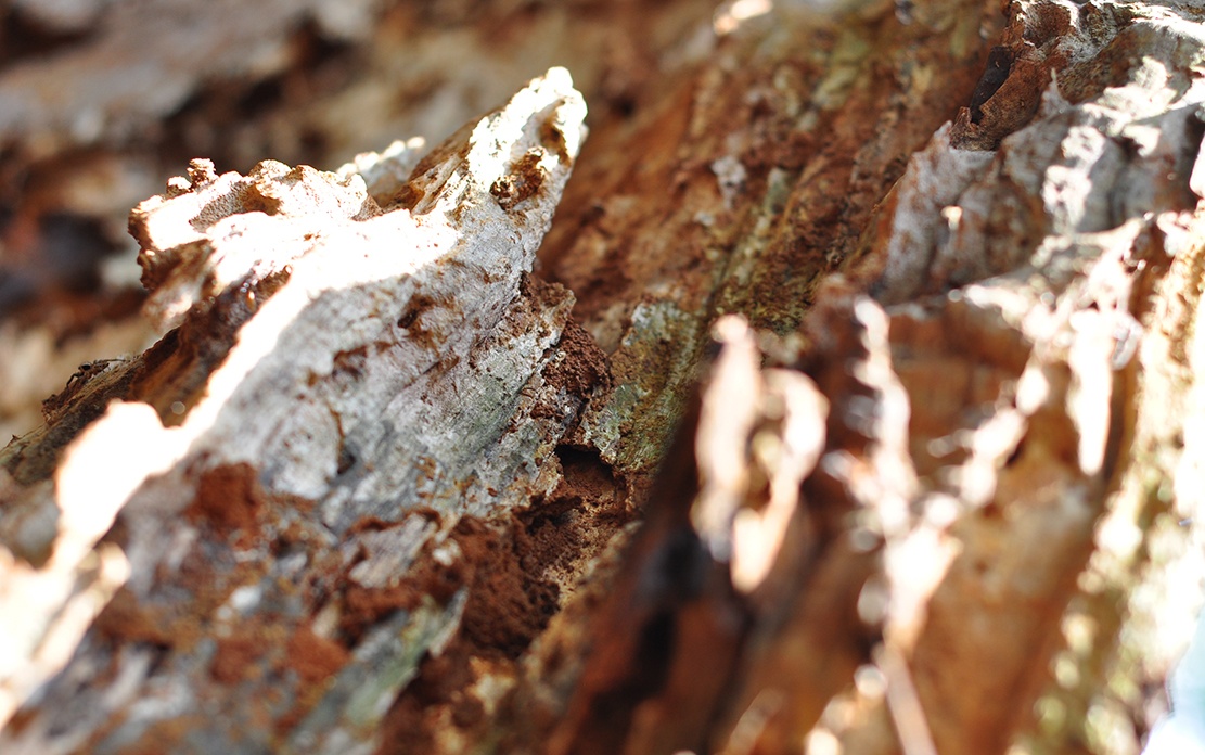 bao tang cao su tram tuoi anh 9
