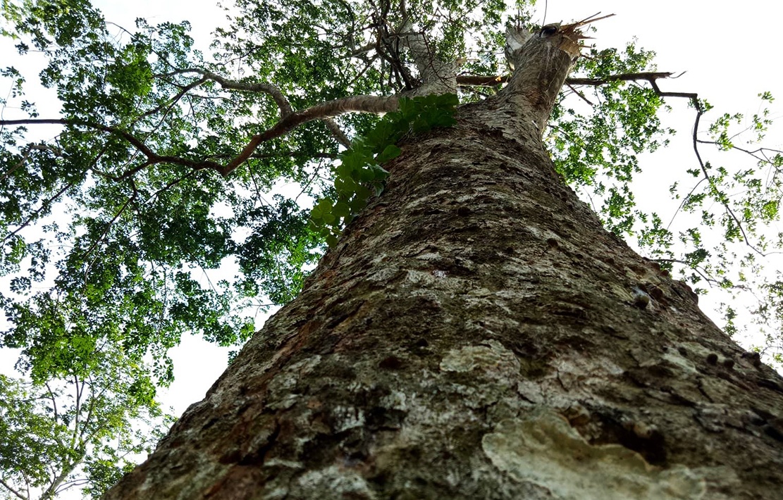 Vuon cao su 112 nam tuoi cua nguoi Phap con sot lai o Viet Nam hinh anh