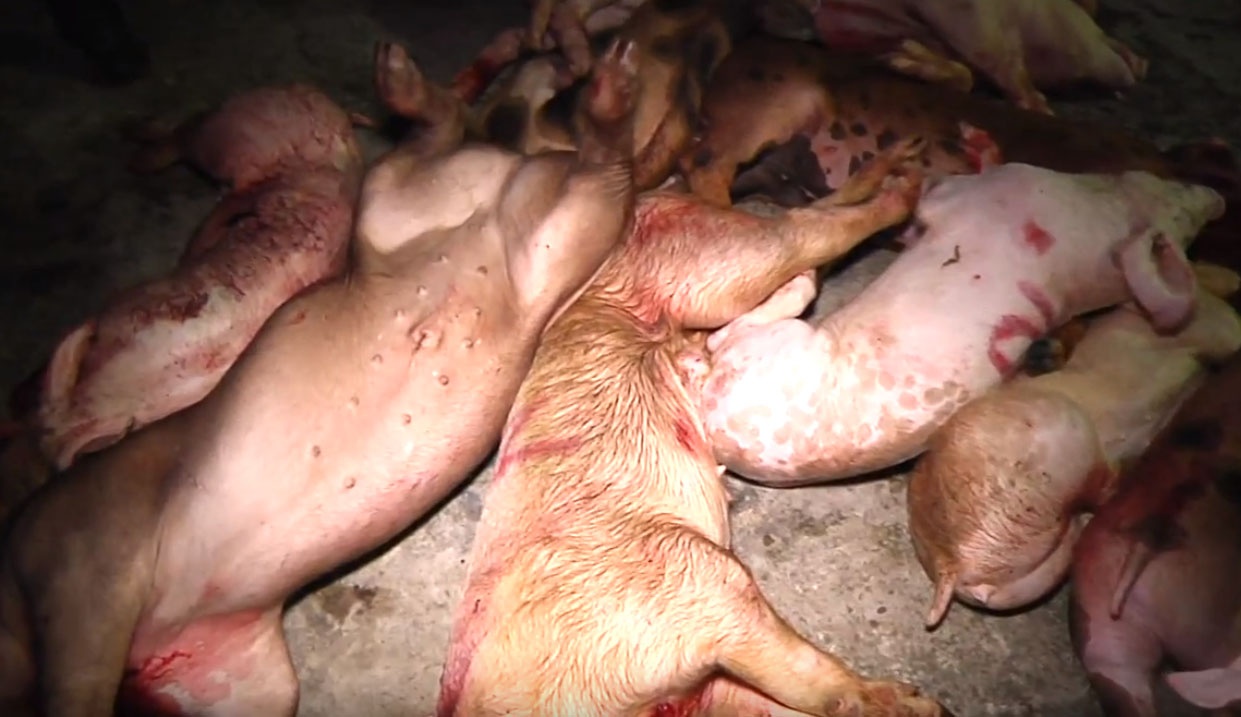 Dong Nai: Xe thit heo chet, nhiem benh de ban hinh anh