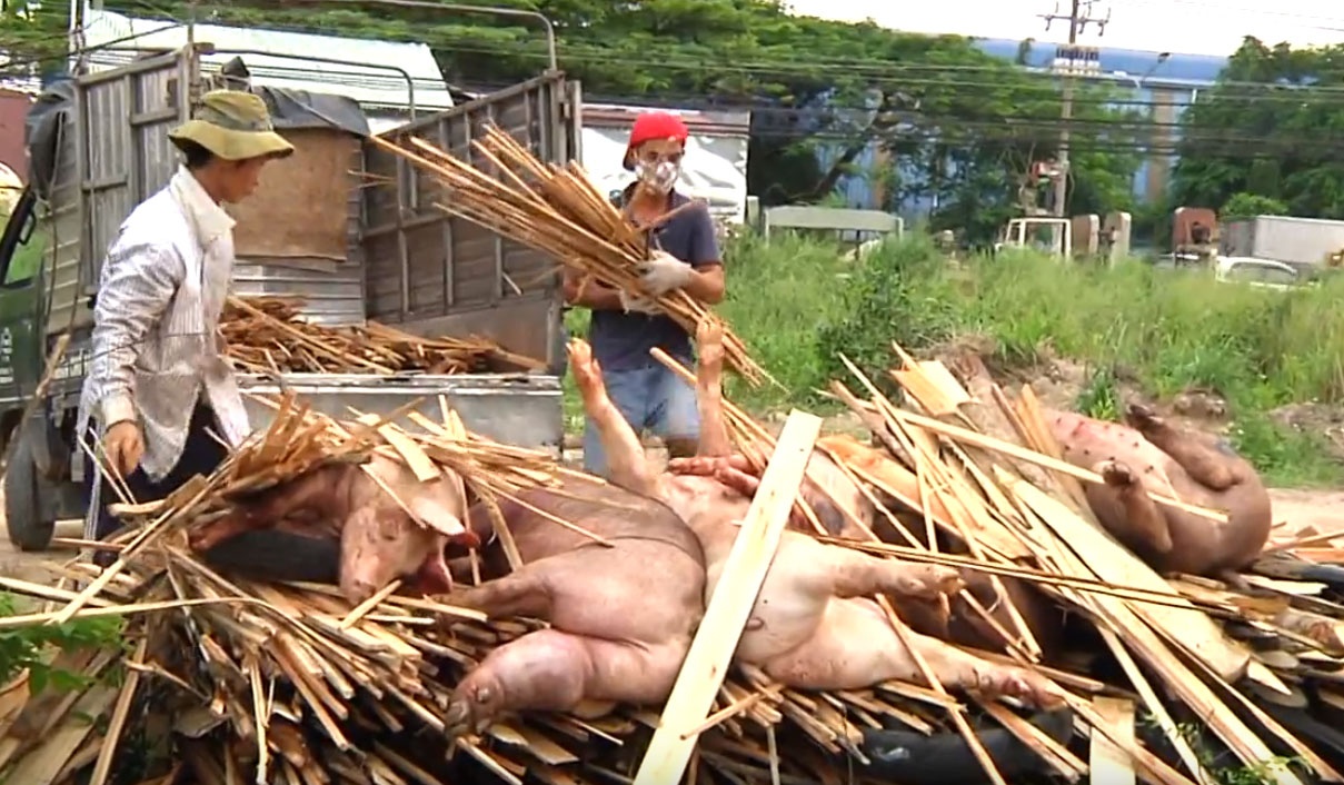 xe thit heo chet de ban anh 1