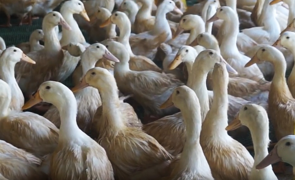 Dan lo nang vi mua phai giong vit nuoi mai khong lon hinh anh