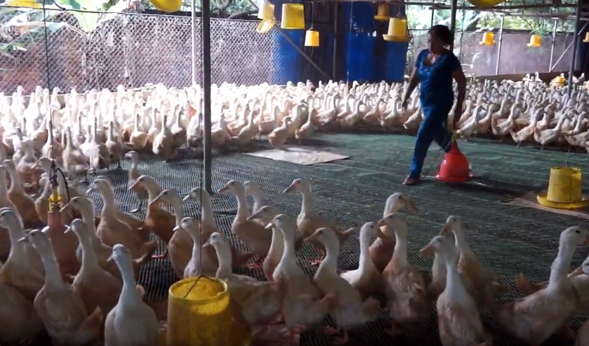 thua lỗ vì vịt không lớn ảnh 1 thua lo vi vit khong lon anh 1