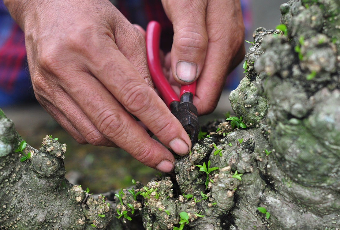 bonsai tram trieu o cuoc trien lam anh 9
