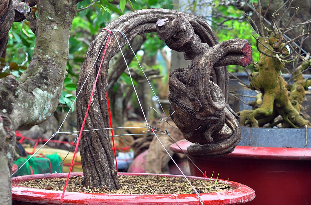 bonsai tram trieu o cuoc trien lam anh 10