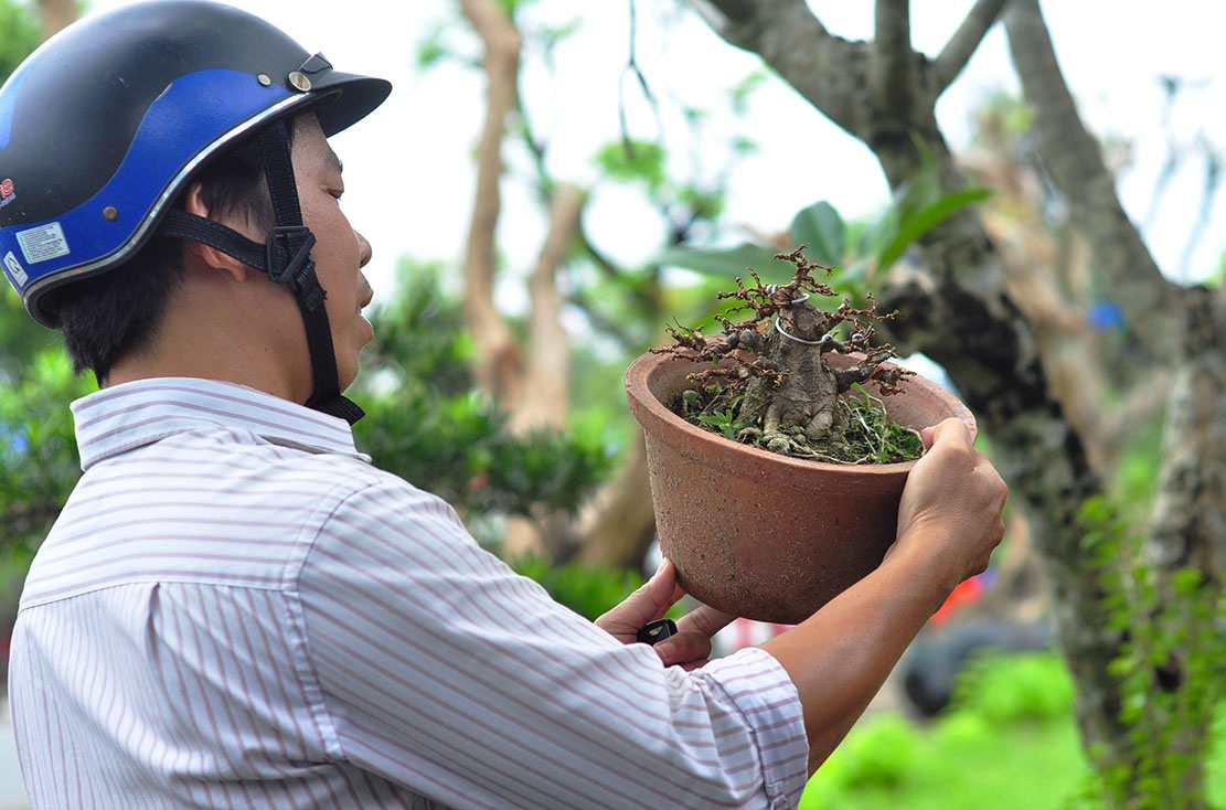 bonsai tram trieu o cuoc trien lam anh 12