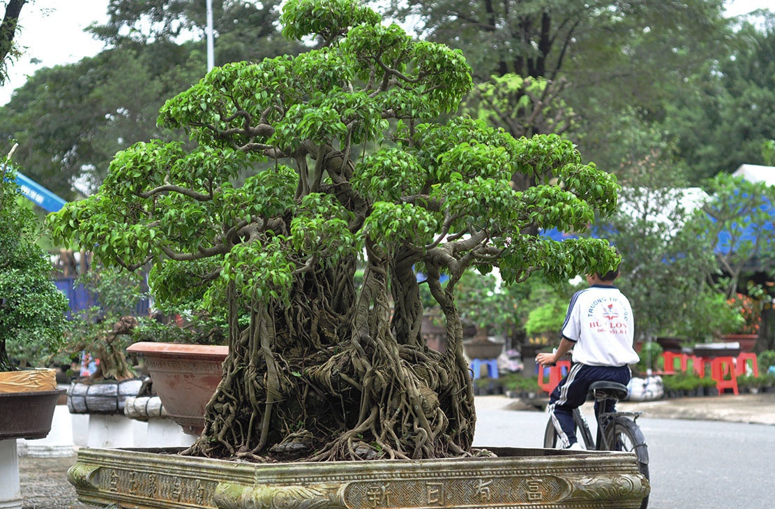 bonsai tram trieu o cuoc trien lam anh 2